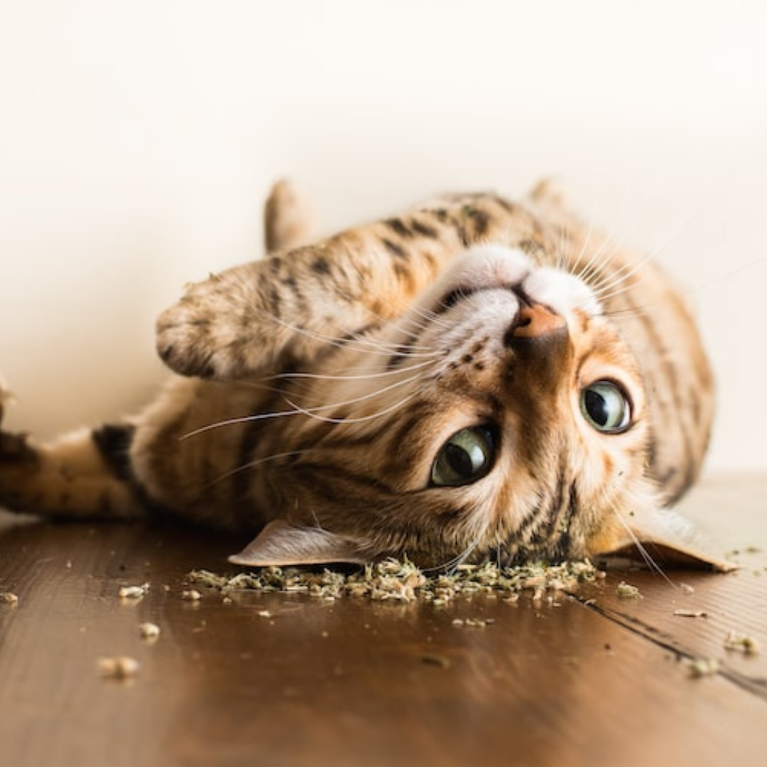 Tiger Grass Premium Organic Catnip — 1 oz Foil Bag