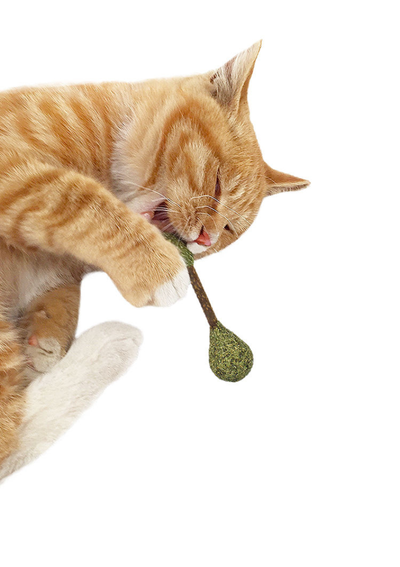 CATWANT Silvervine Dental Buds Cat Chew Toy