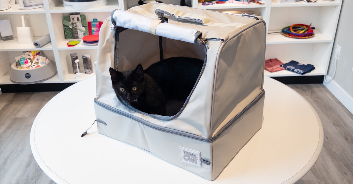 Going On A Trip? Your Cat Wants to Come Too!