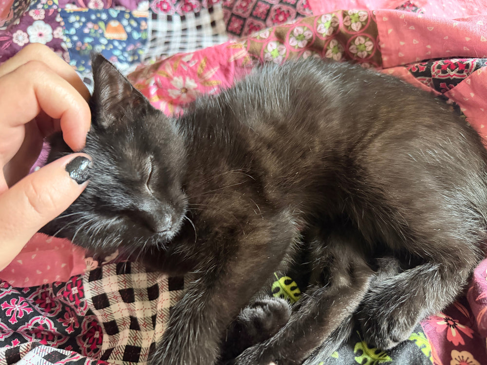 Bringing Home a New Cat in Calgary