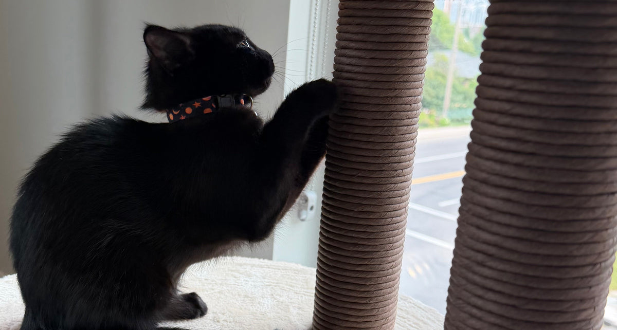Why Cats Need to Scratch