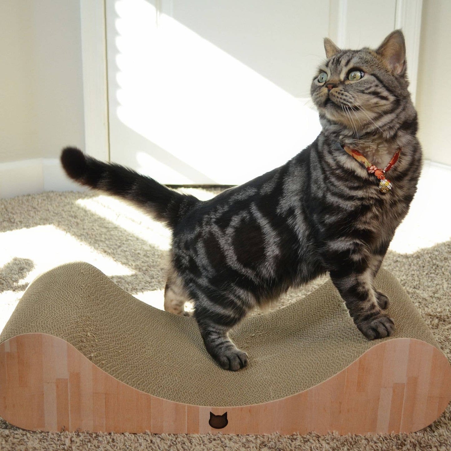 Premium Comfort Curved Cat Lounger Large (Oak)