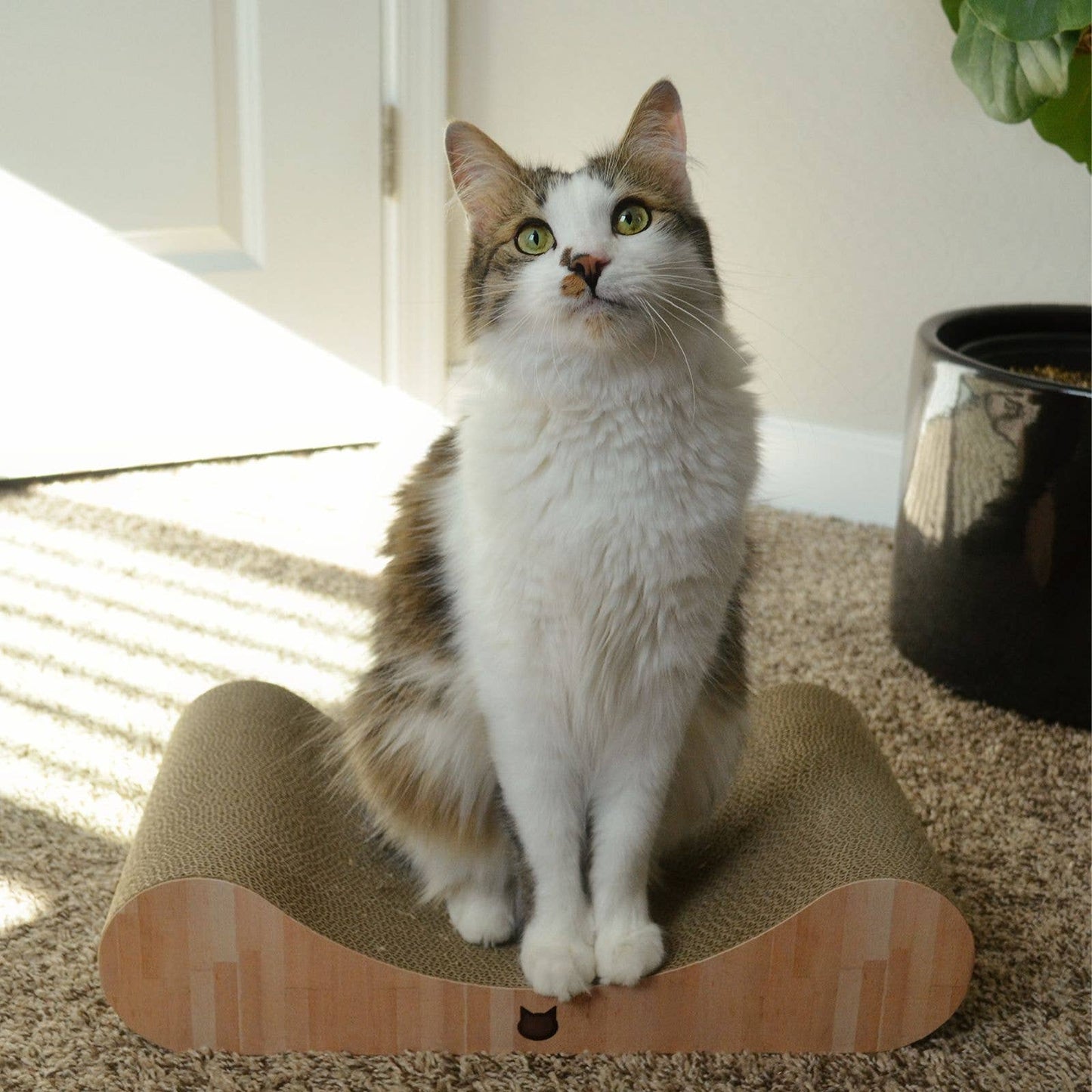 Premium Comfort Curved Cat Lounger (Oak)