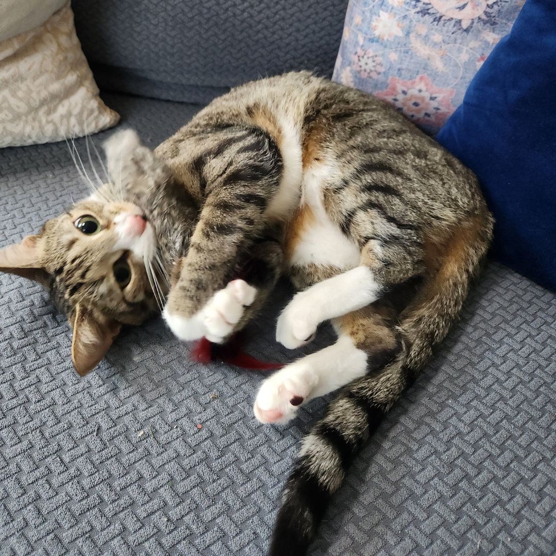 Go Cat Da Fur Thing — Rabbit Fur & Feather Cat Wand Toy