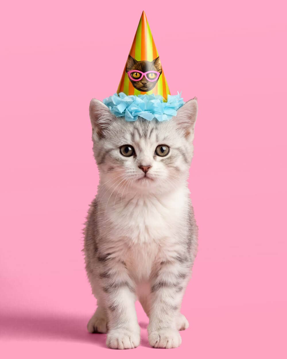 Cat Mini Party Hats | cat party, kids birthday, kitty