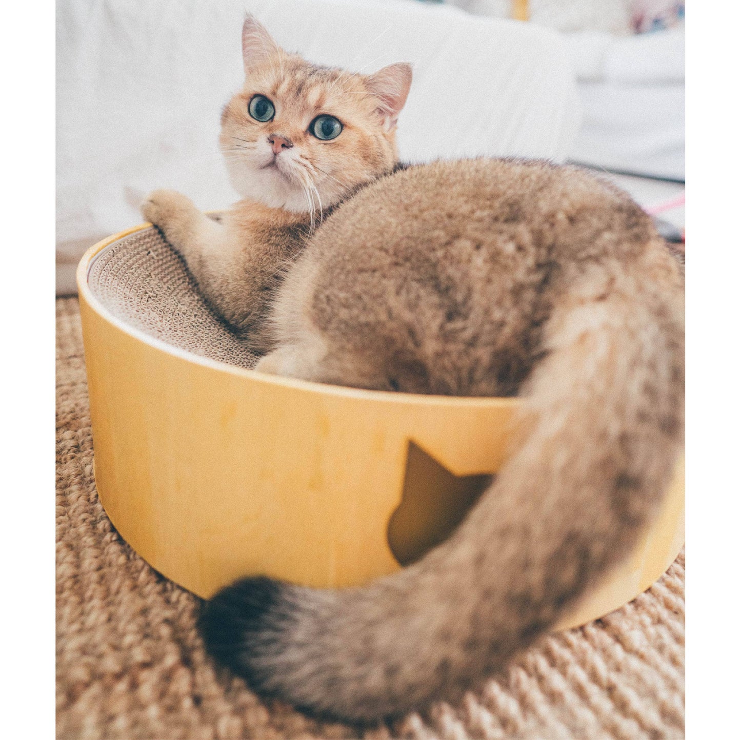 Cozy Cat Scratcher Bowl