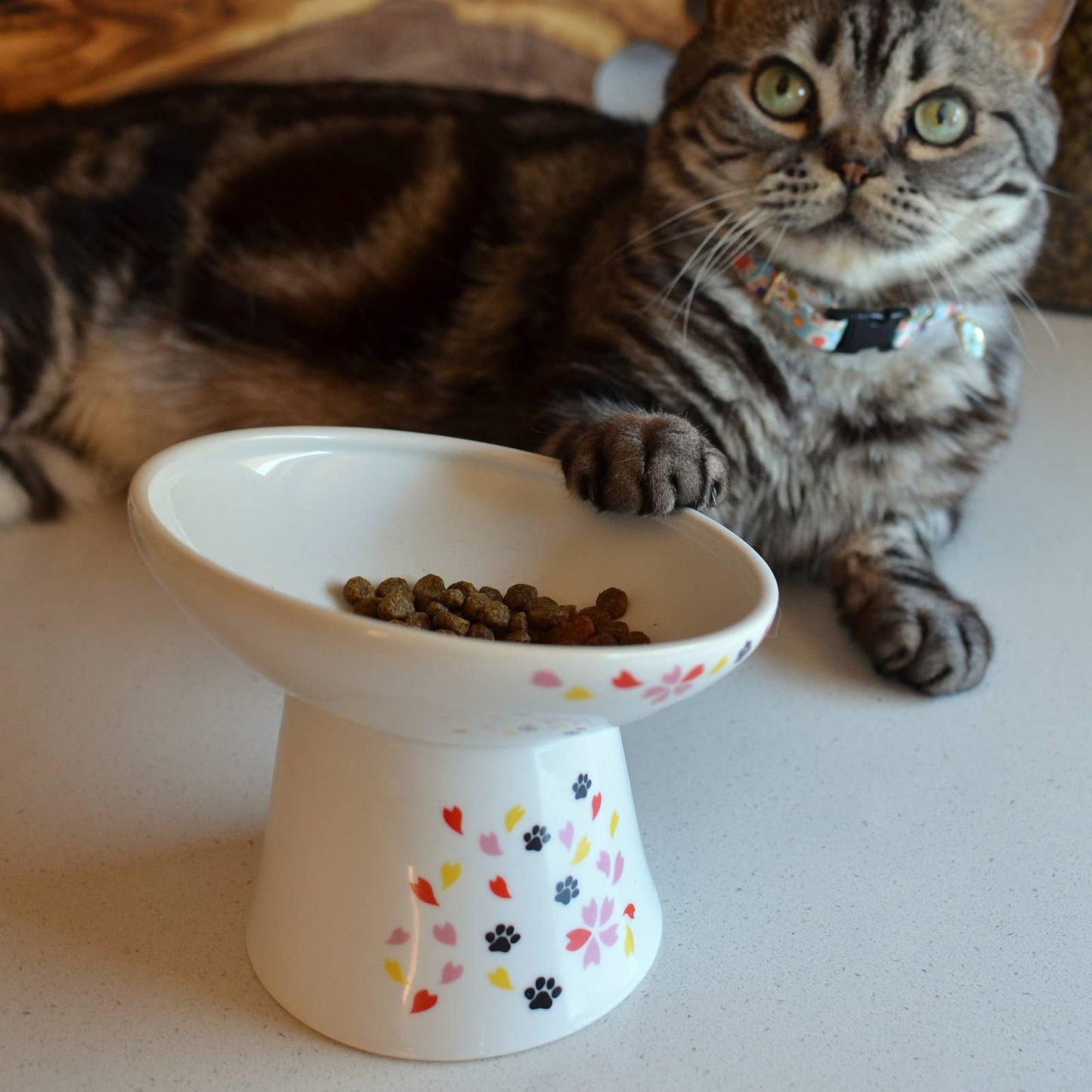 Necoichi Tilted Stress Free Raised Cat Food Bowl (Sakura Limited Edition）