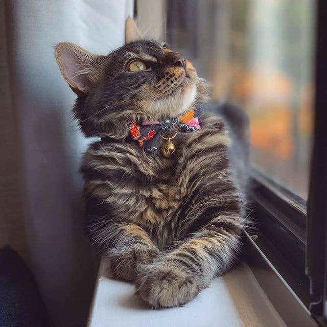 Necoichi Kimono Bow Tie Cat Collar (Black)