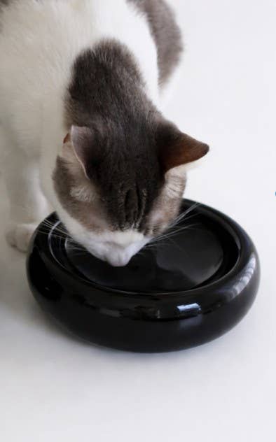 Halo Pet Bowl in Onyx