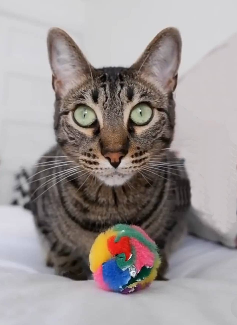 Mini Crinkle Cat Balls - 4-Pack