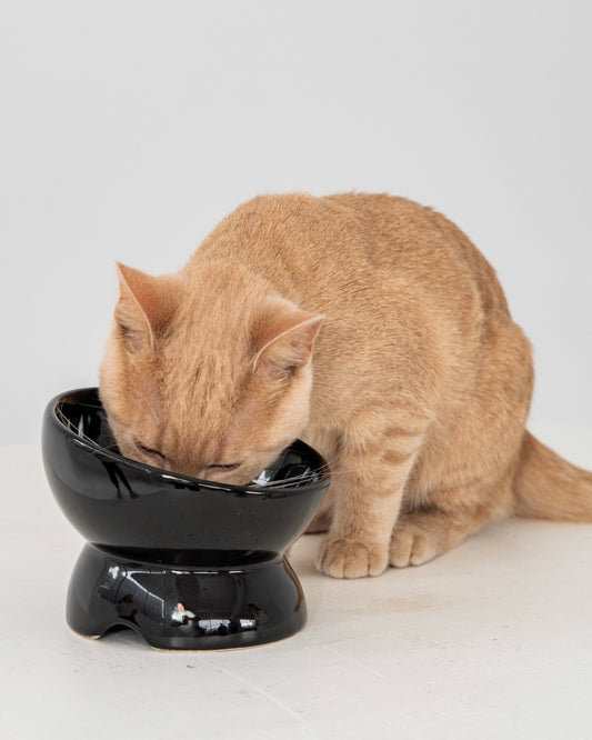 Cat Ceramic Elevated Bowl