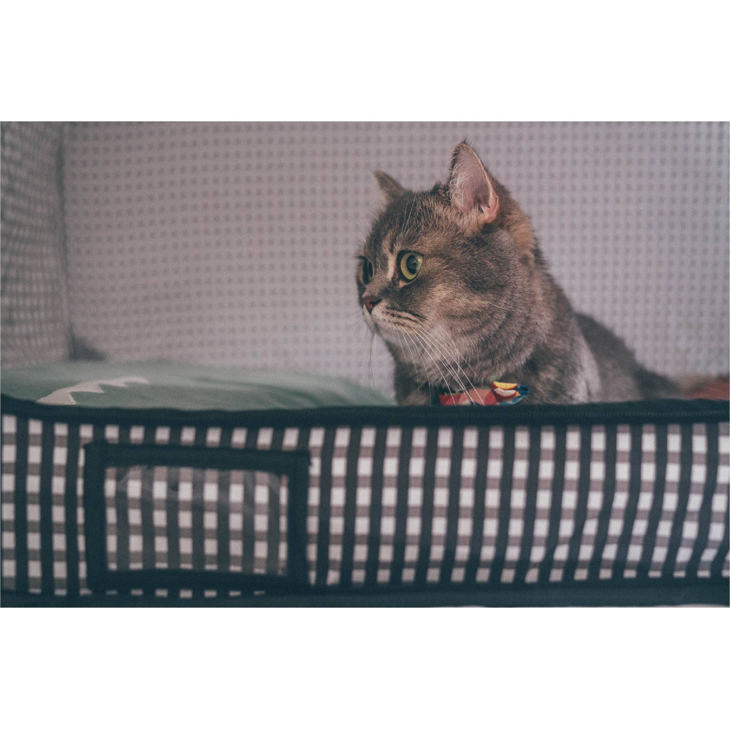 Necoichi Portable Stress-Free Cat Cage