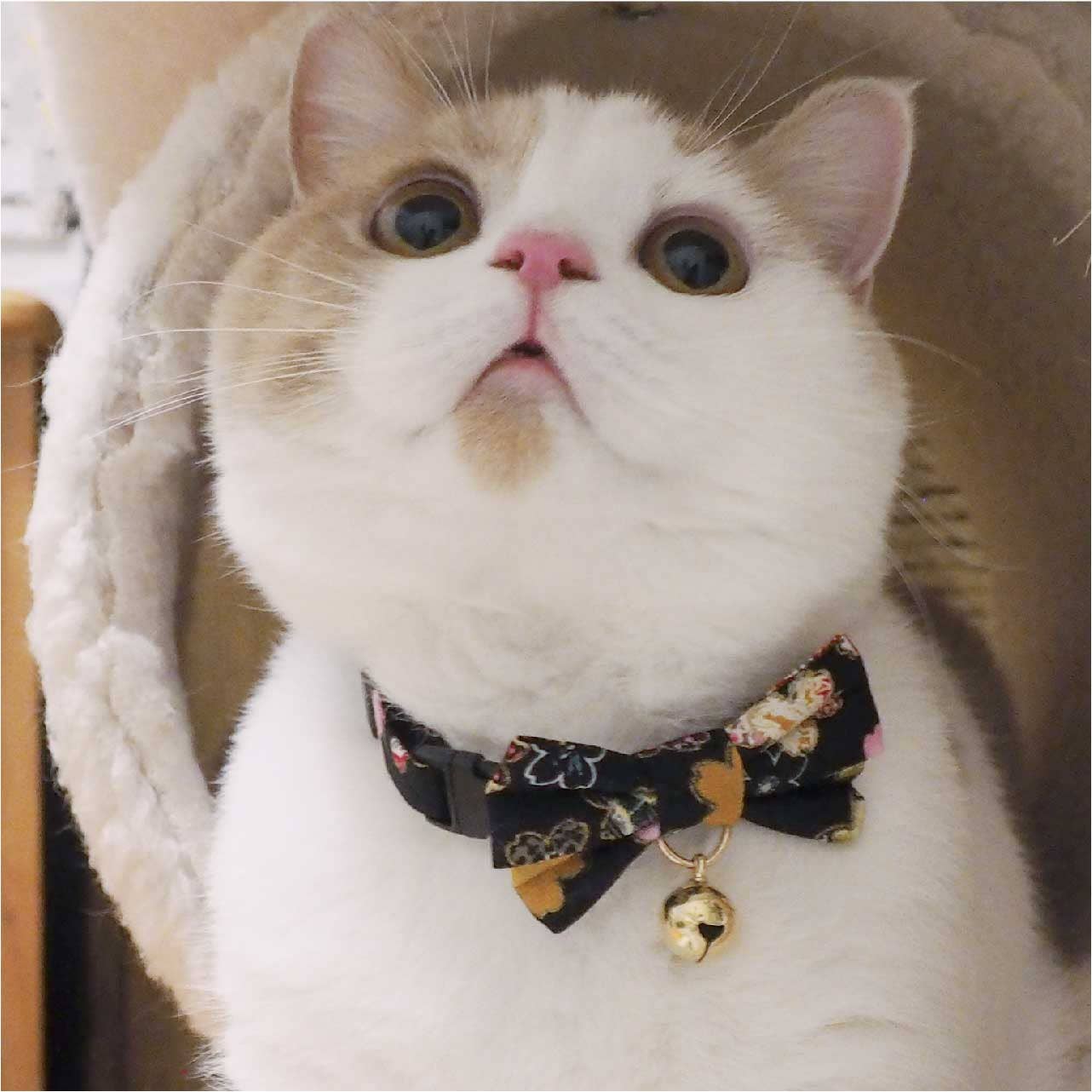 Necoichi Kimono Bow Tie Cat Collar (Black)