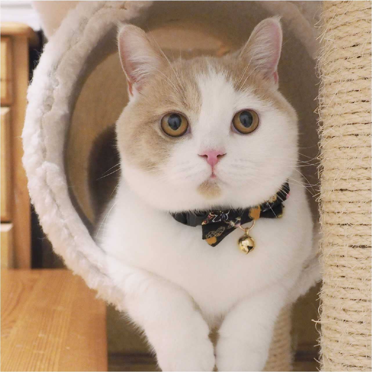 Necoichi Kimono Bow Tie Cat Collar (Black)