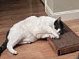 Wide Handmade Wooden Cat Scratch Board | Cat Scratcher Guy