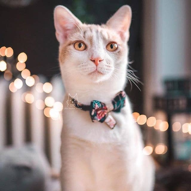 Necoichi Kabuki Charm Bow Tie Cat Collar (Navy)