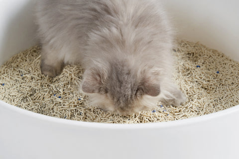 pidan Tofu & Bentonite Clay Cat Litter
