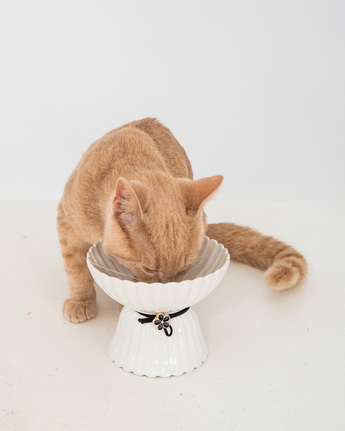 Cat Ceramic Bowl - White & Black Flower