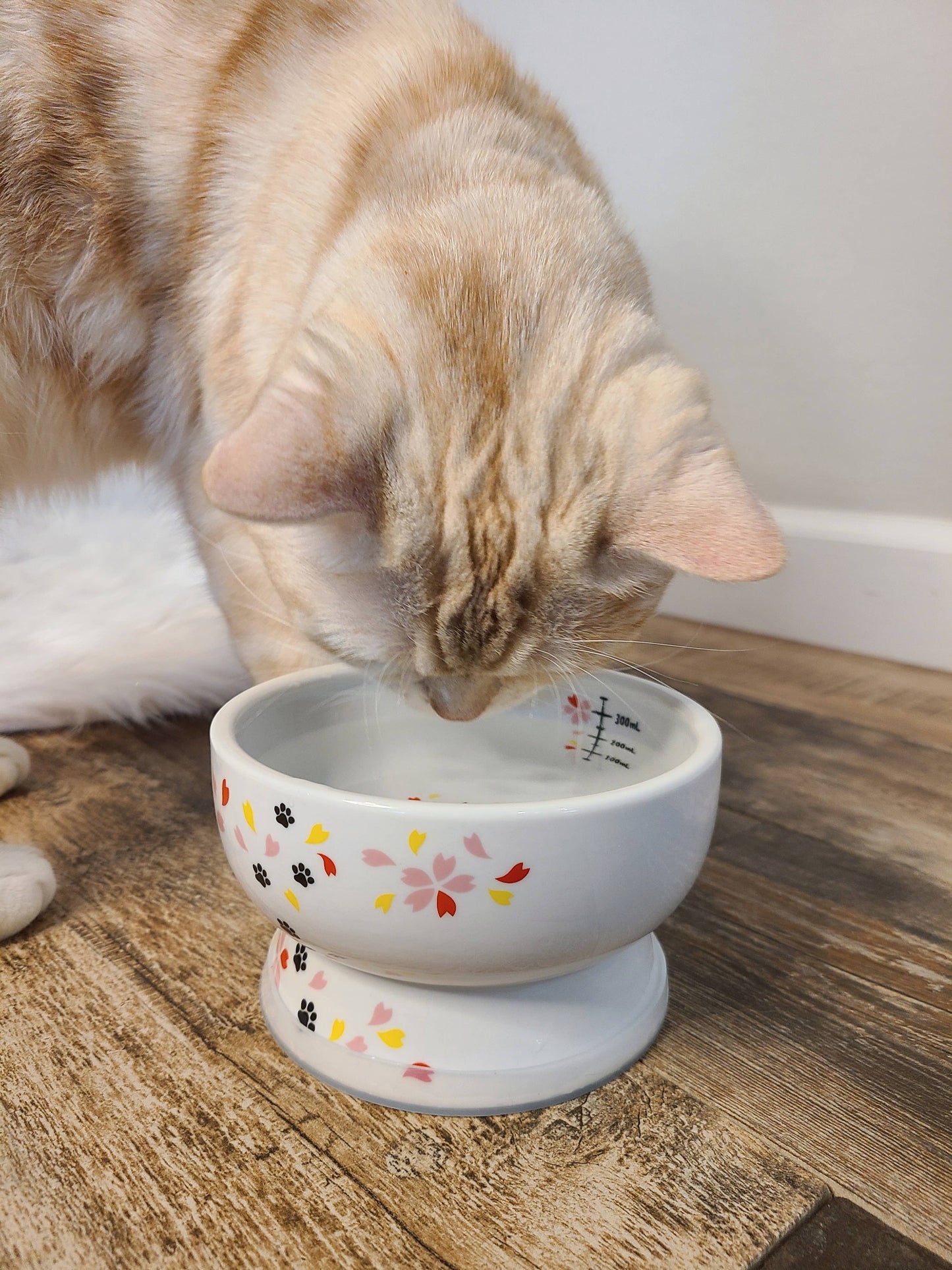 Necoichi Raised Cat Water Bowl（Sakura Limited Edition）