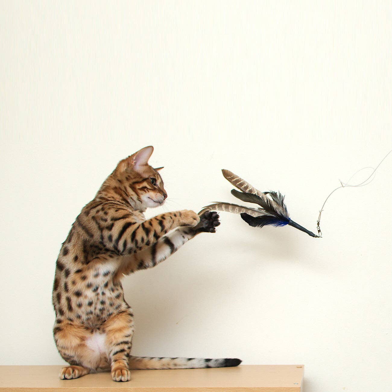 Go Cat Da Bird Rod & Feather Cat Wand Toy — Handmade in the USA