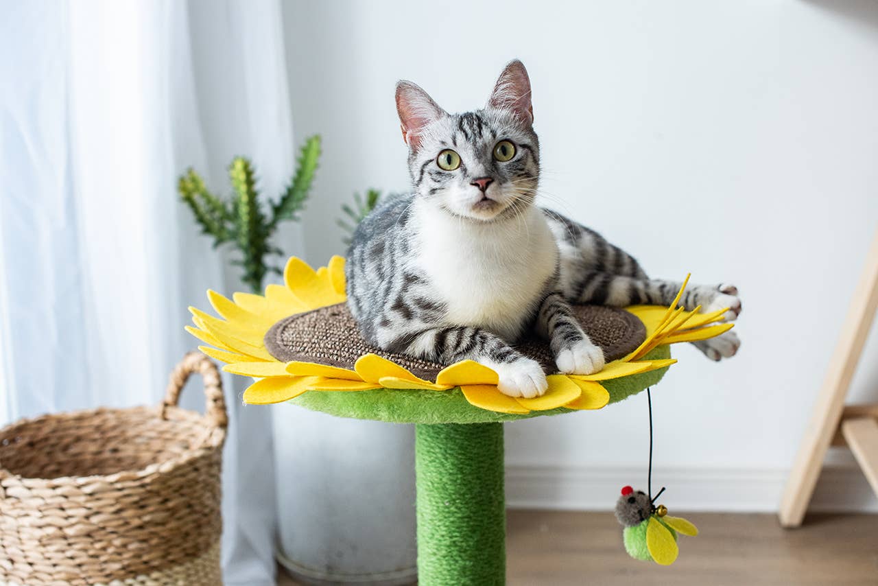 Catry Sunflower Cat Scratcher