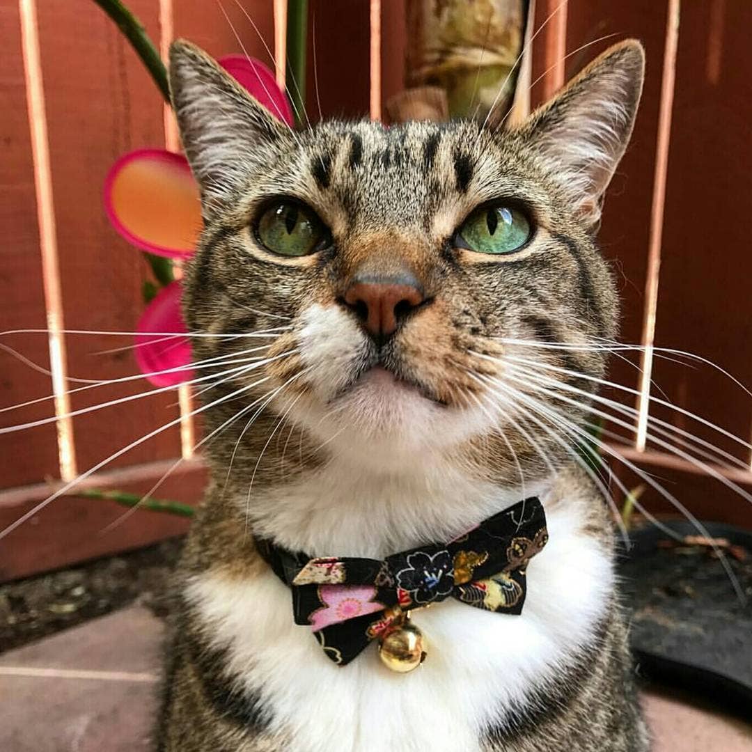 Necoichi Kimono Bow Tie Cat Collar (Black)