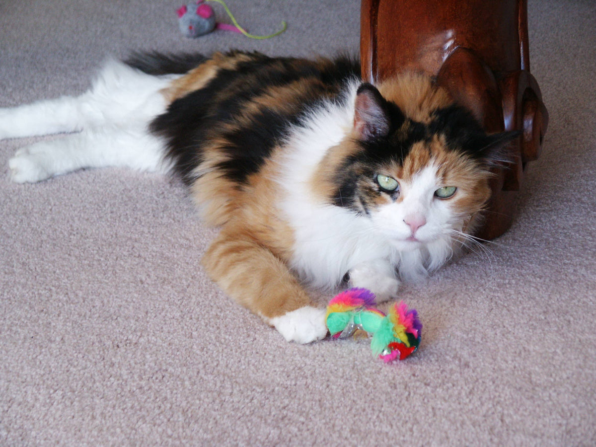 Crinkle Dumbbell Cat Toy with Catnip