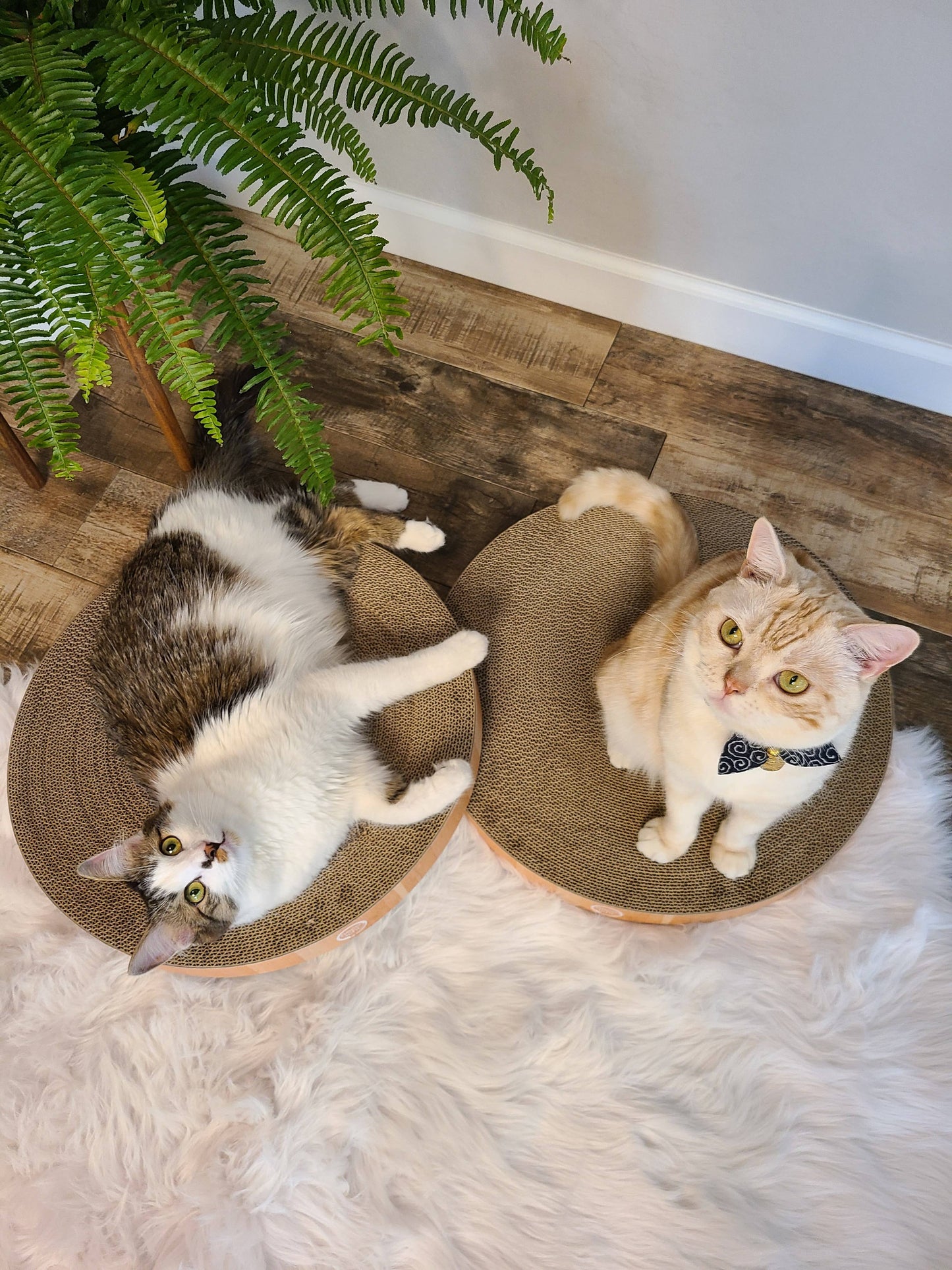 Cozy Cat Scratcher Bowl Replacement Pad XL (Oak, 2 pack)