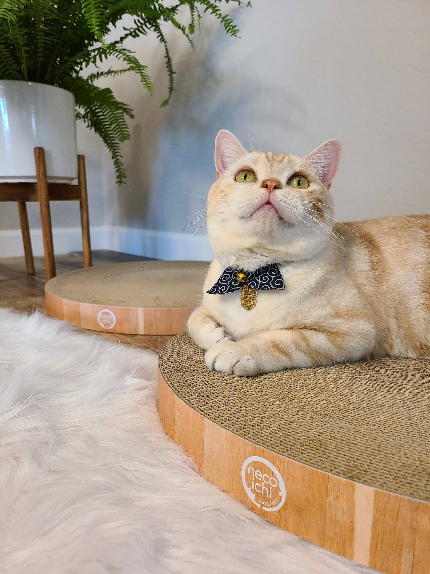 Cozy Cat Scratcher Bowl Replacement Pad XL (Oak, 2 pack)
