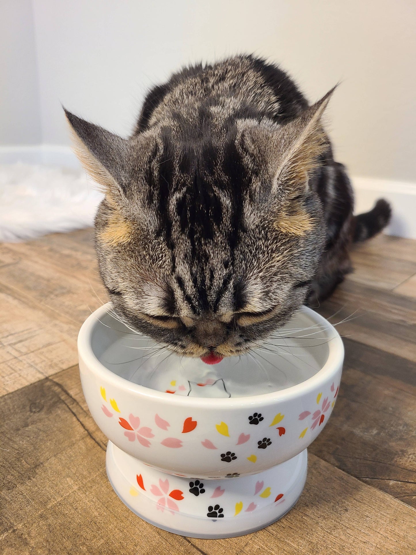 Necoichi Raised Cat Water Bowl（Sakura Limited Edition）