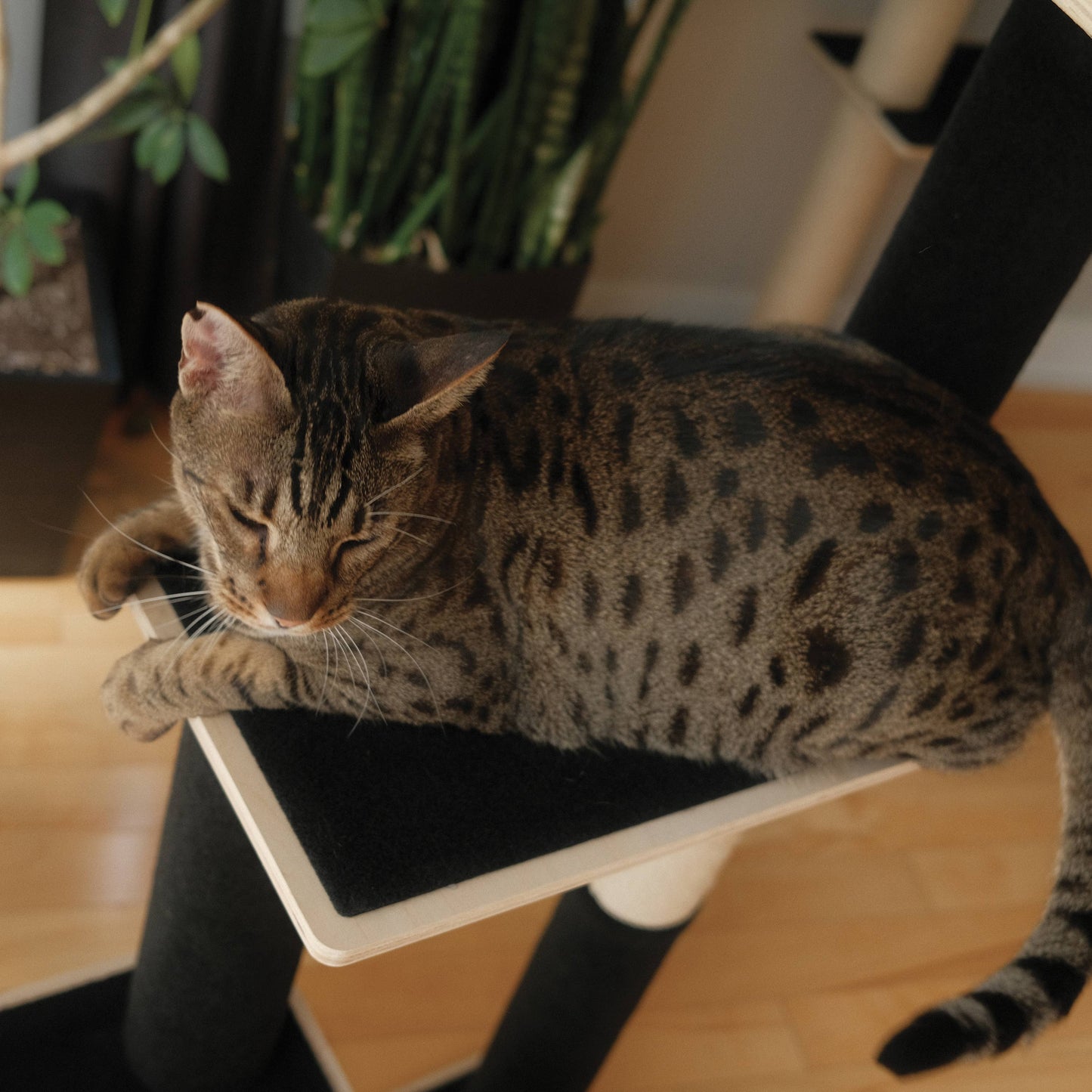 Noba Modern 3-Level Cat Tree | Made in Canada