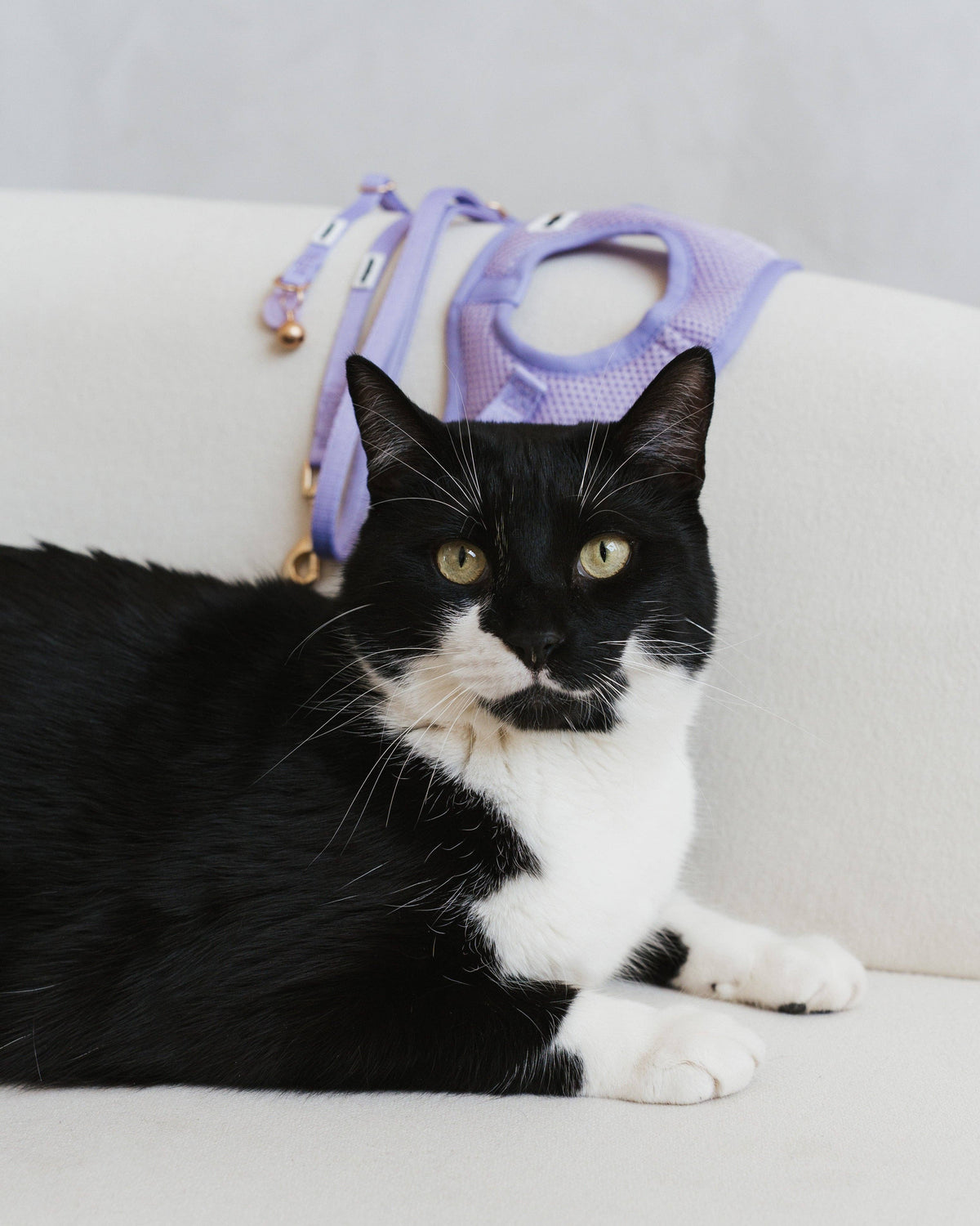Dexypaws Cat Collar - Lilac