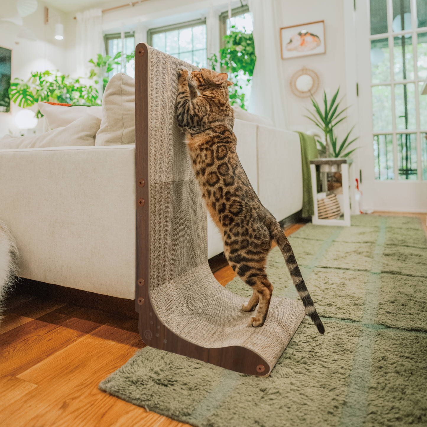 Premium Comfort Scatcher Wall