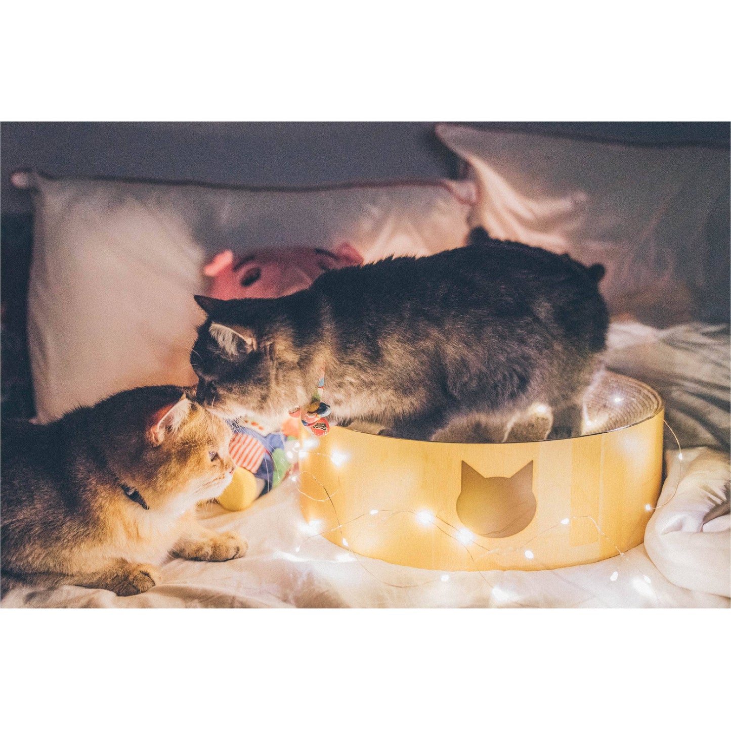Cozy Cat Scratcher Bowl