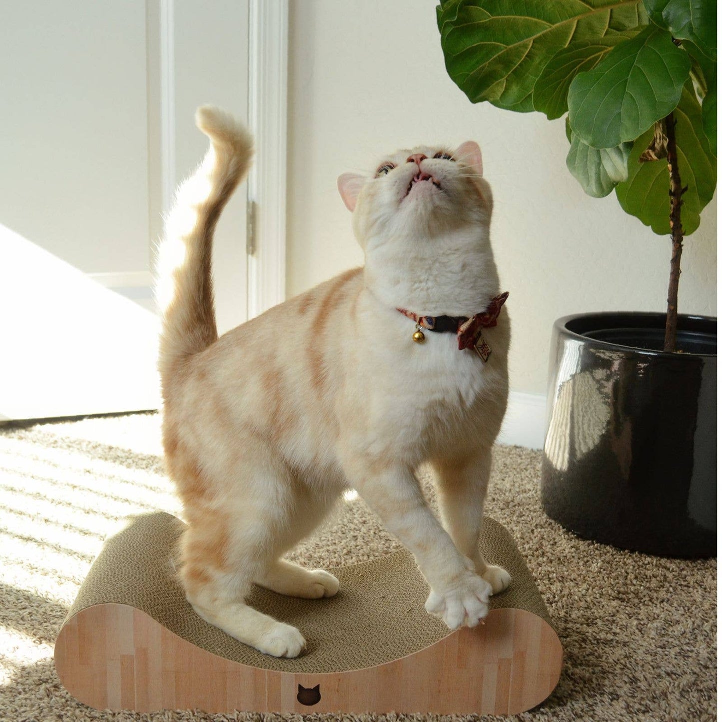 Premium Comfort Curved Cat Lounger (Oak)