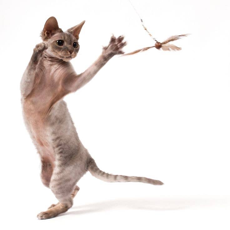 Go Cat Da Purr-Peller Spinning Feather Propeller Cat Wand Toy