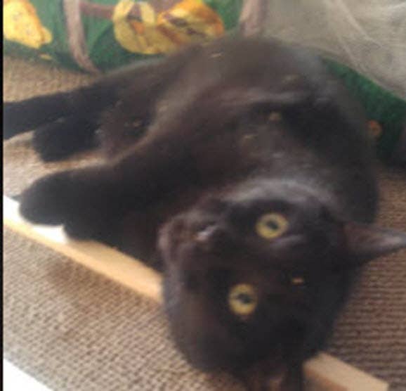 Handmade Wooden Cat Scratch Board | Cat Scratcher Guy