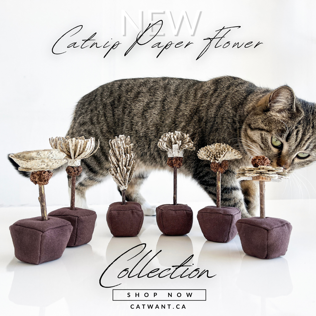 CATWANT Catnip Paper Flower Cat Toys