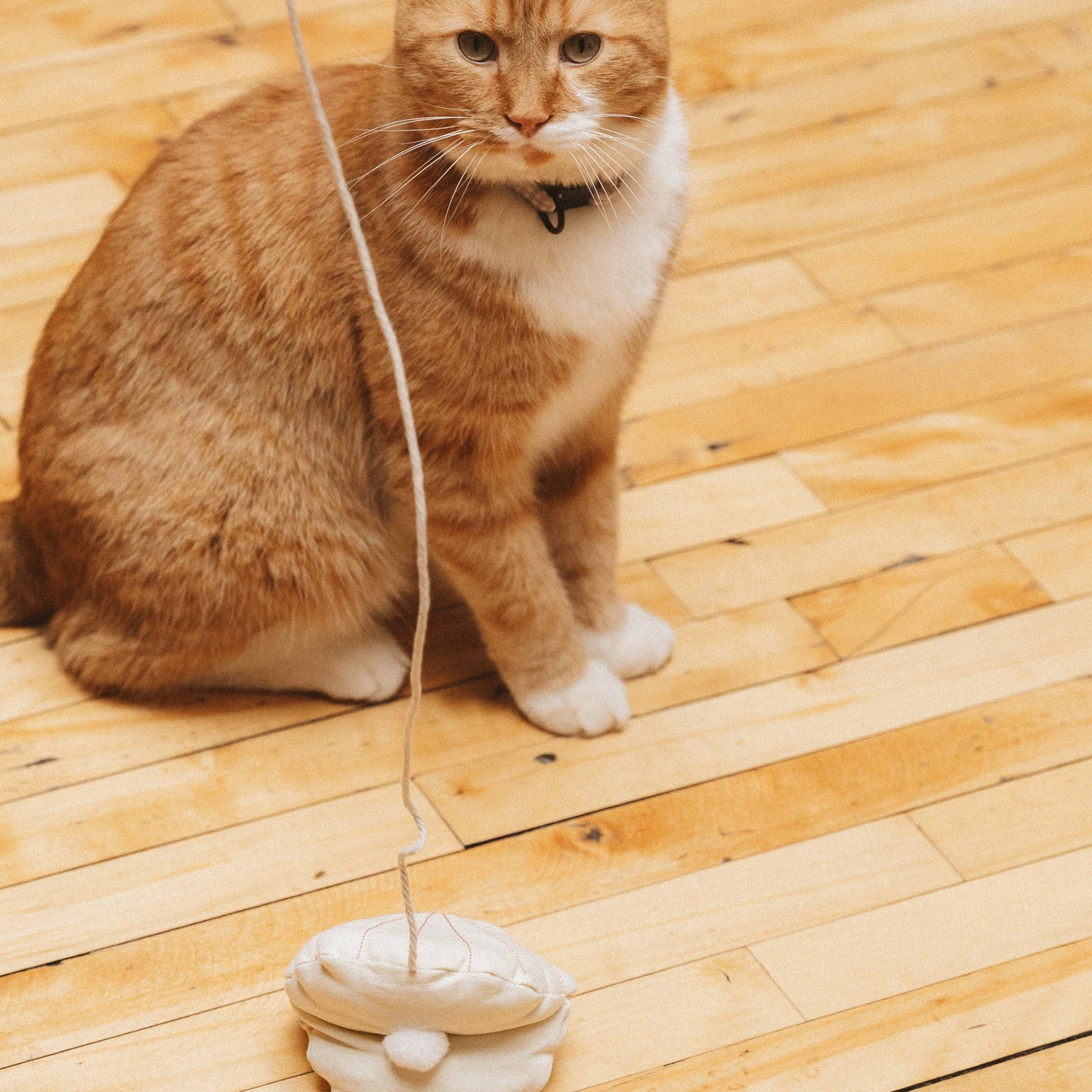 Cat Toy Seashell